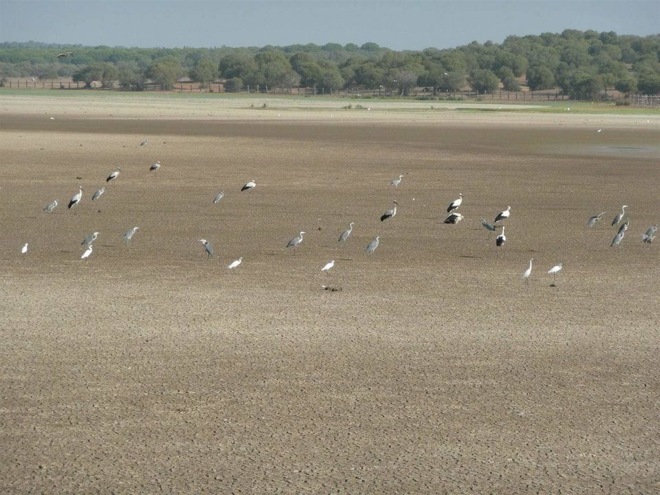 Las aves casi no tienen sitio donde sobrevivir a la sequía de Doñana