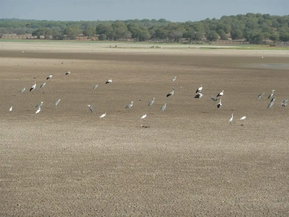 Las aves casi no tienen sitio donde sobrevivir a la sequía de Doñana