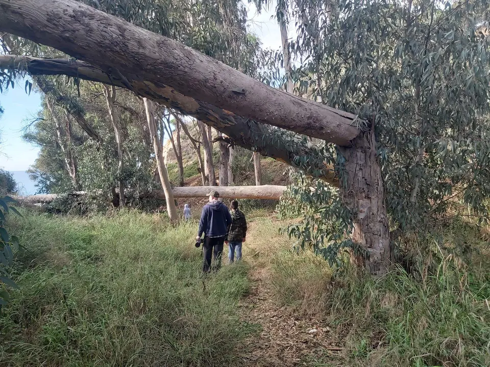 Tronchado y desgajado de árboles de gran tamaño junto al cauce del arroyo Mazagón