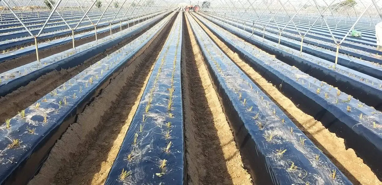 Plantación de frutos rojos