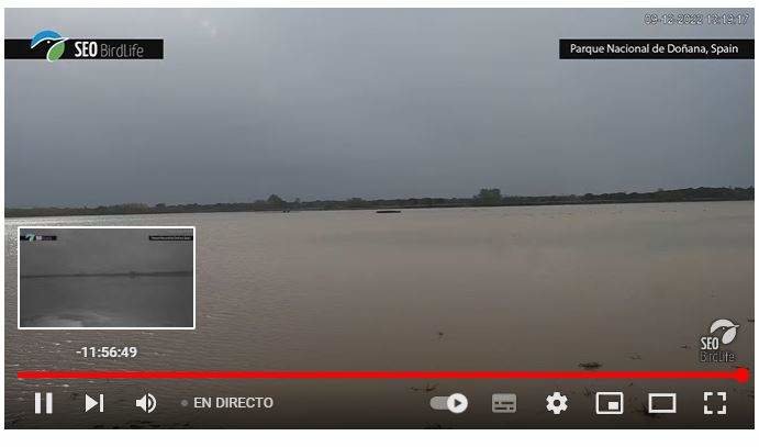 Imagen en directo en las marismas de Doñana