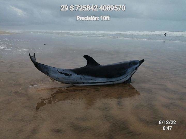 EL delfín, varado en la playa de Doñana con vida