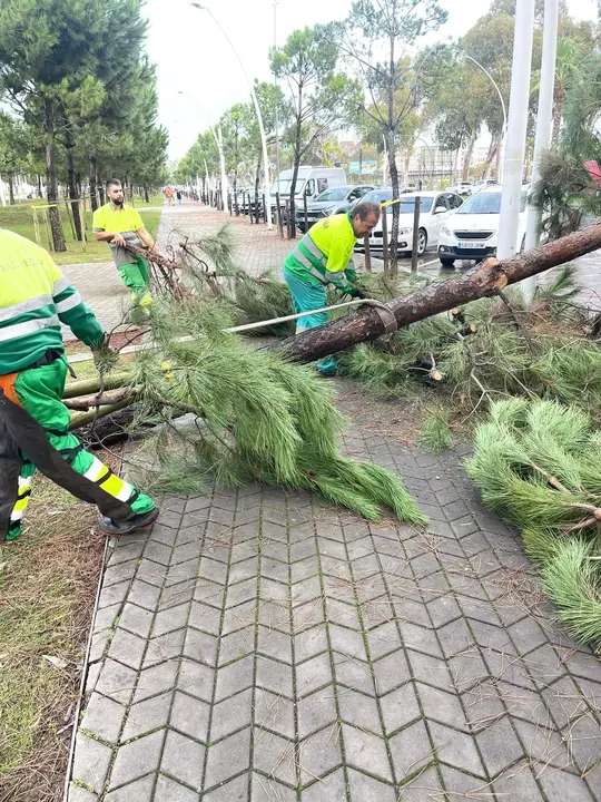 Árboles caídos en el Paseo de la Ría