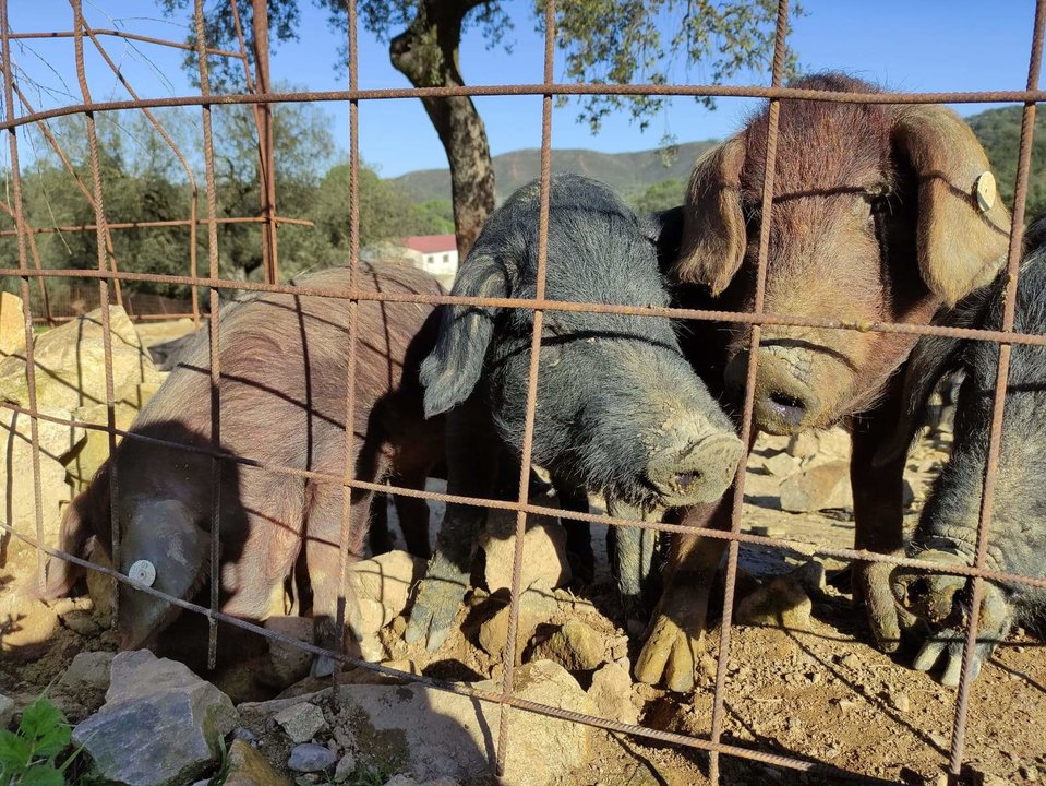 Cerdos ibéricos preparados para la temporada de montanera
