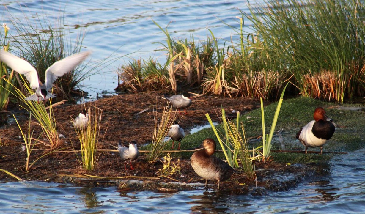 Aves en la Laguna Primera de Palos