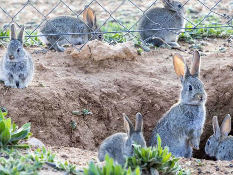 La población ha ido soltando conejos en el campo al cansarse de ellos como mascotas