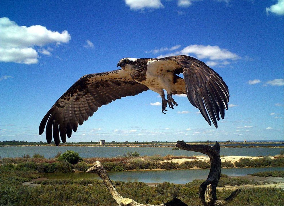 Un águila pescadora levanta el vuelo en Marismas del Odiel (Foto: Medio Ambiente)