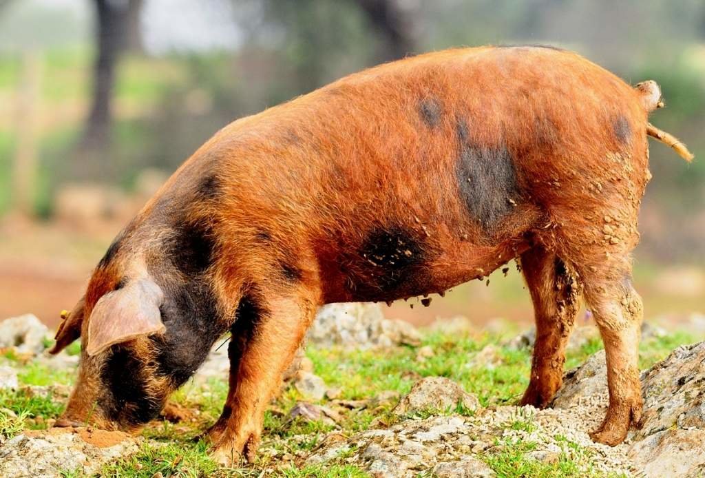 Sector del cerdo ibérico, uno de los beneficiados