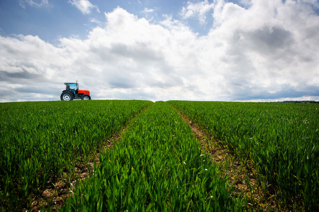 Cepsa y CSIC investigarán la plantación de cultivos energéticos de cobertura en zonas rurales para producir biocombustibles 2G