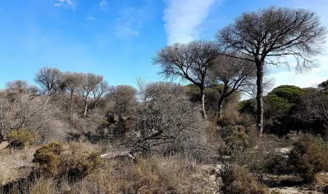 Cientos de hectáreas afectadas por una sequedad añaden combustible para los incendios