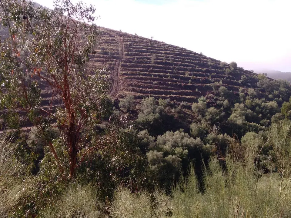 Plantaciones de eucaliptos