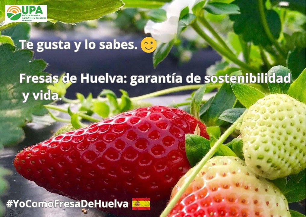 Razones para apoyar la fresa de Huelva 4