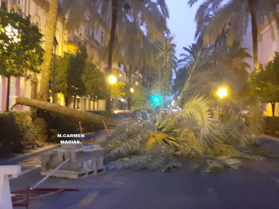 La palmera, desplomada sobre el Paseo de la Independencia captada por Mari Carmen Macías.