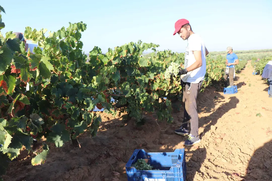 Vendimia Condado de Huelva, zalema 2022