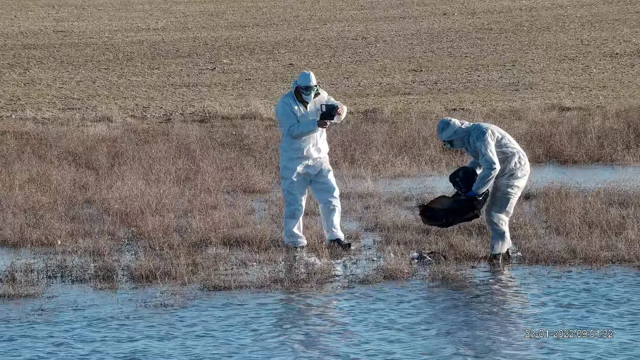 Dos operarios toman muestras de larvas