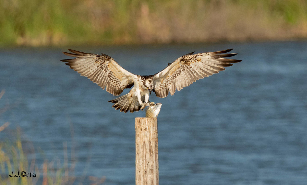 Águila pescadora en la Laguna