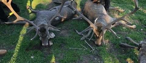 Ciervos abatidos en una montería en Huelva