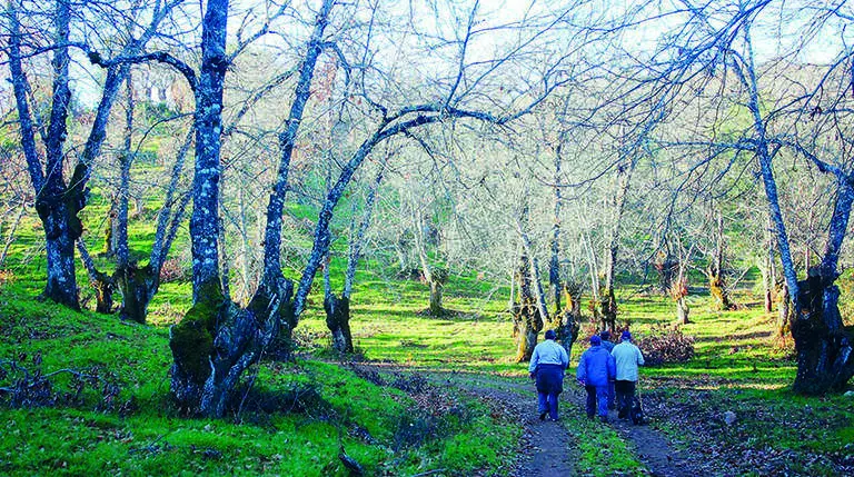 Sendero entre castaños en el Parque Natural de la Sierra de Aracena y Picos de Aroche
