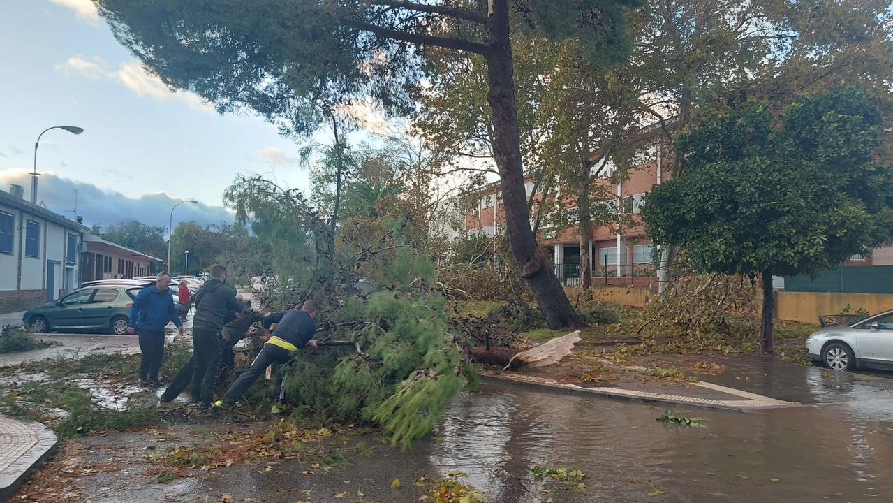 Árboles caídos cerca de la entrada del Colegio José Oliva