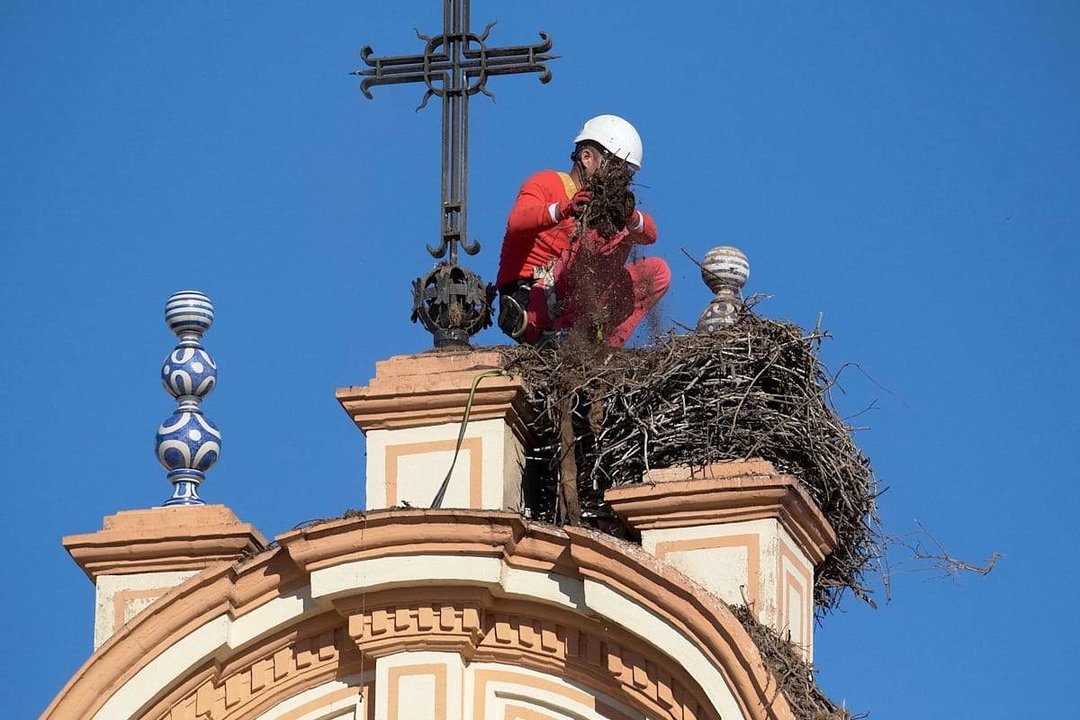 Operarios desmontando el nido