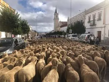 Movimiento de ganado en la Sierra