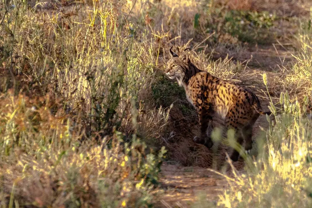 Lince Doñana