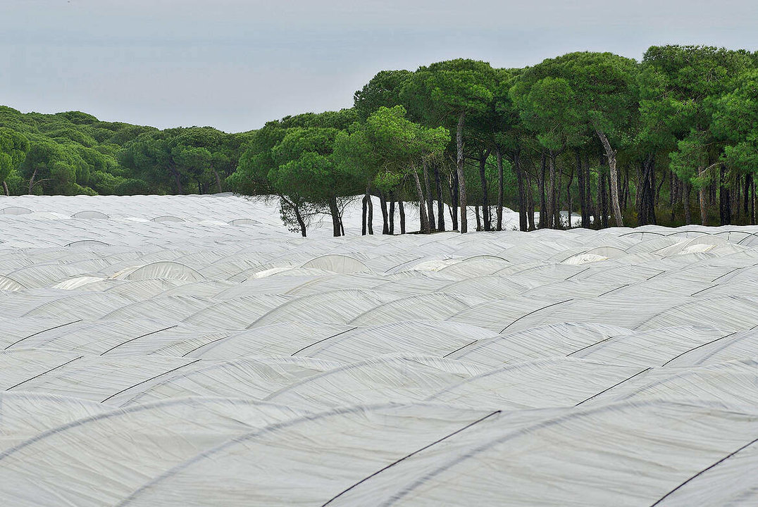 Invernaderos junto a terrenos forestales en el entorno de Doñana