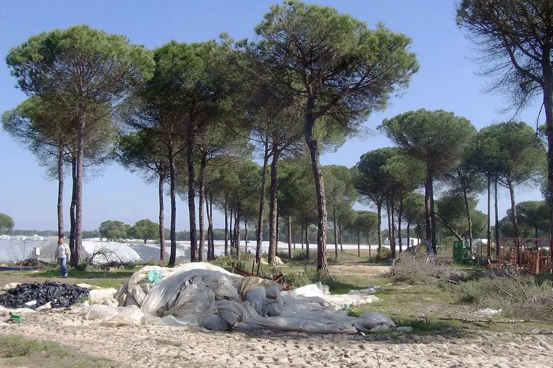 Zona forestal junto a plantaciones en el entorno de Doñana