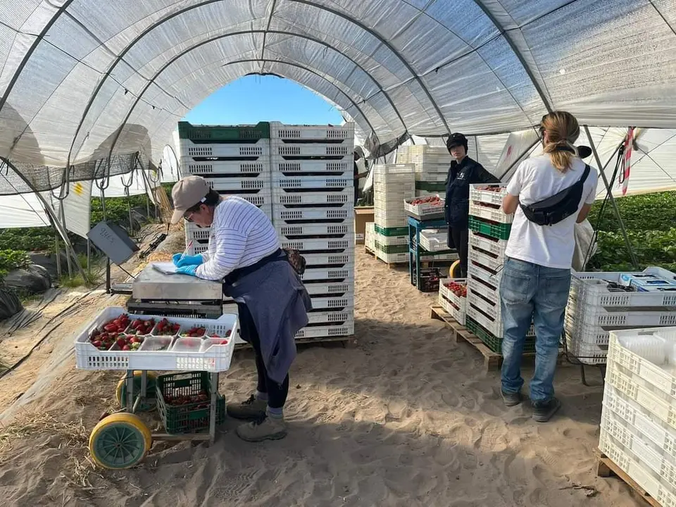 Trabajadoras de la fresa