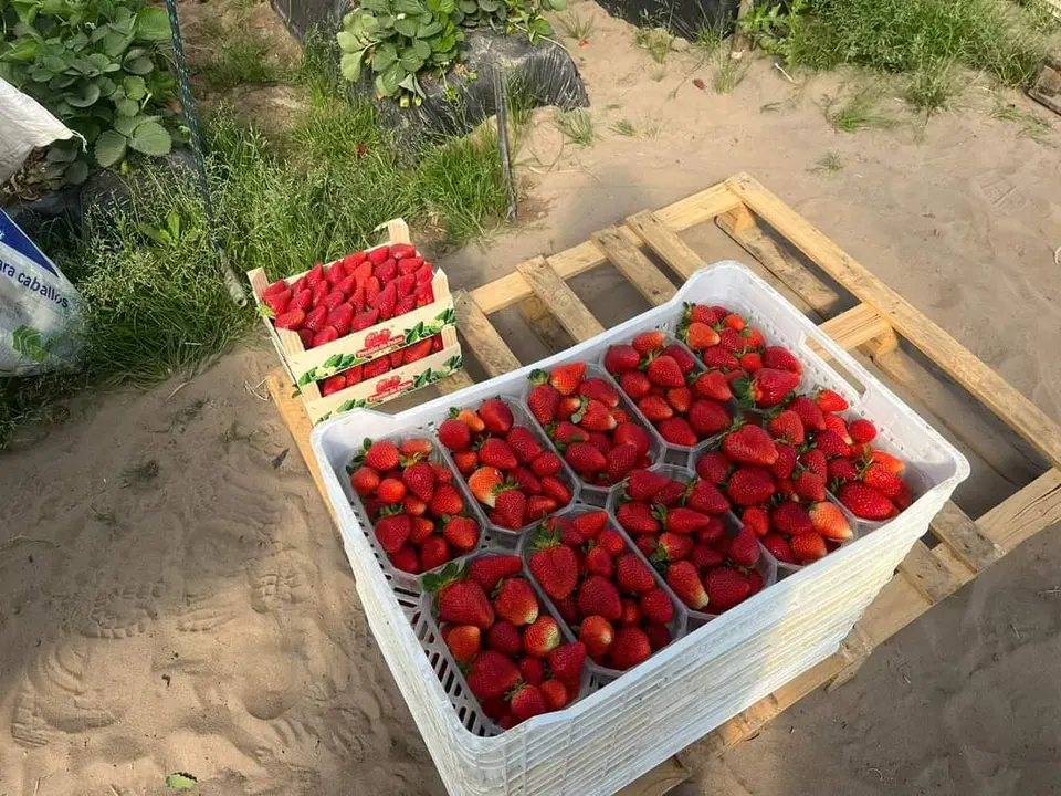 Recolección de fresas