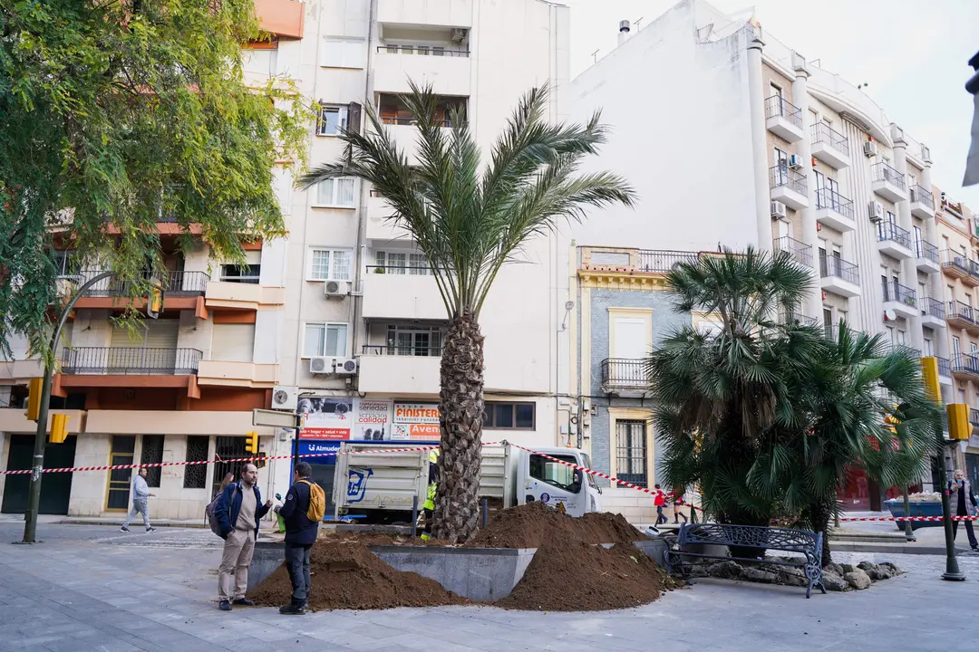 Palmera nueva en Quintero Báez