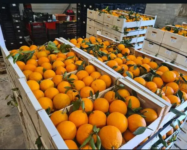 Cajas de naranjas