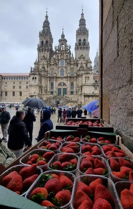 Fresas de Huelva en la Plaza del Obradoiro, su última cita