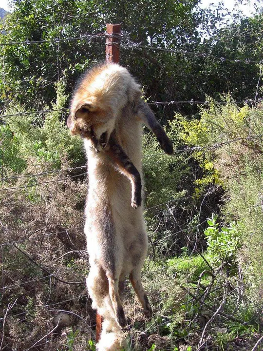 Zorro en lazo PN S. Grazalema