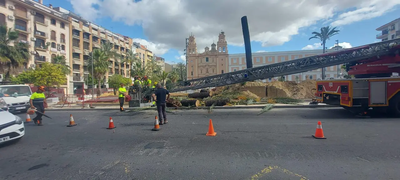 Palmera recién talada, al fondo la única que resiste