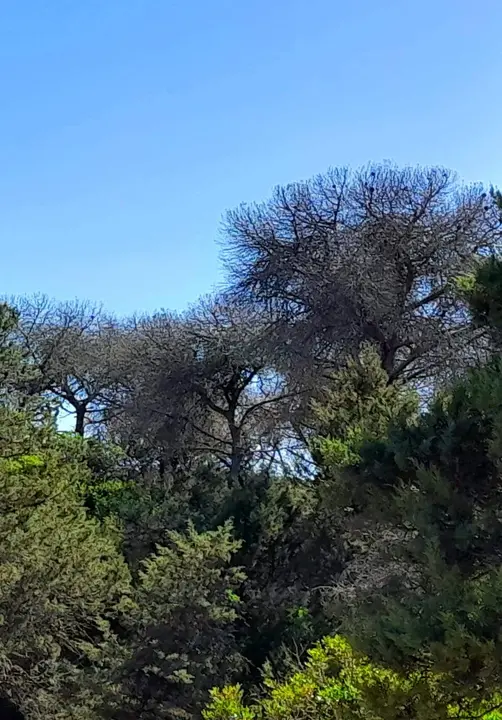 Pinar de la Marismilla