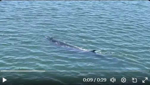 Captura de pantalla de la 'visita' de la ballena a la ría