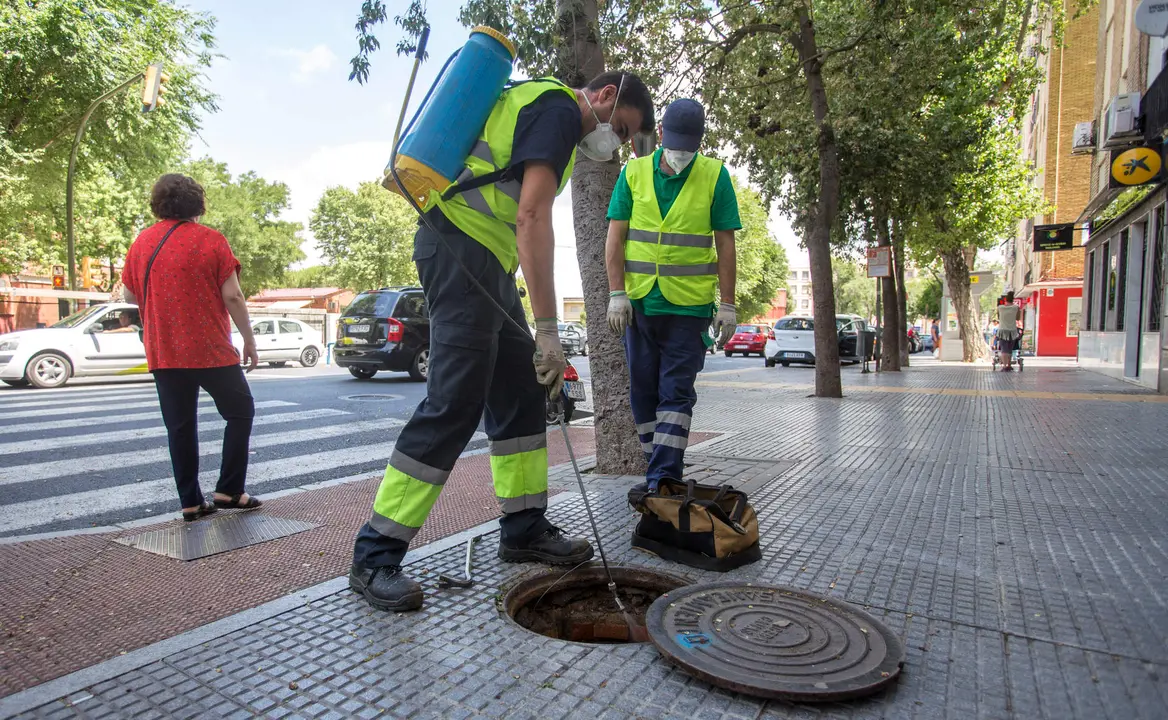 Control de plagas en alcantarillas de la ciudad