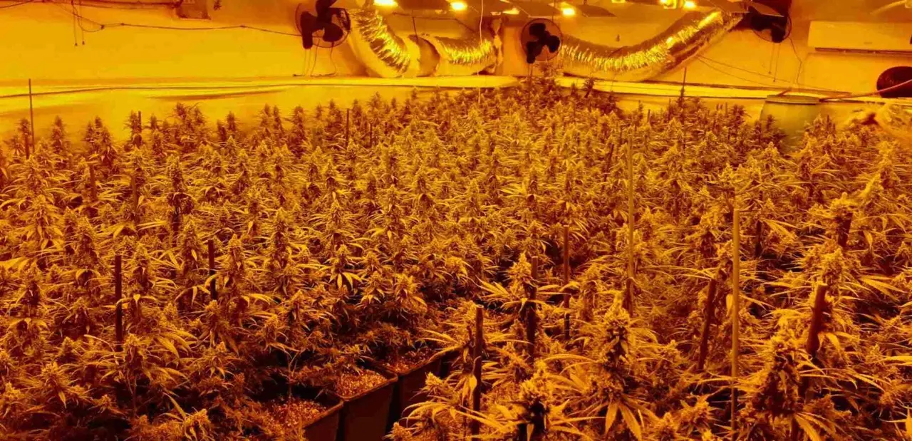 Plantación de marihuana indoor con enganches eléctricos ilegales
