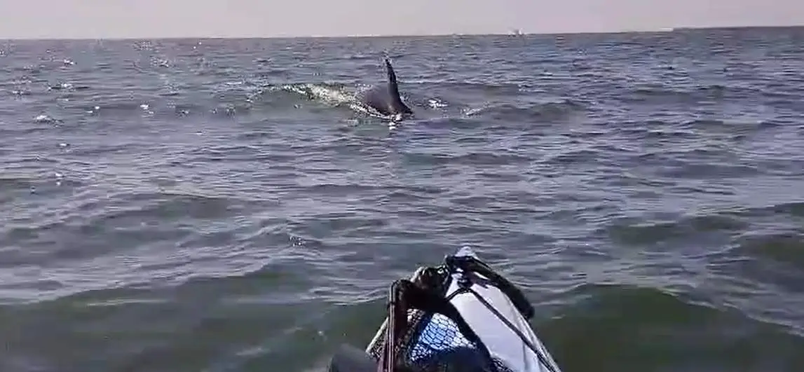 Delfines bocana