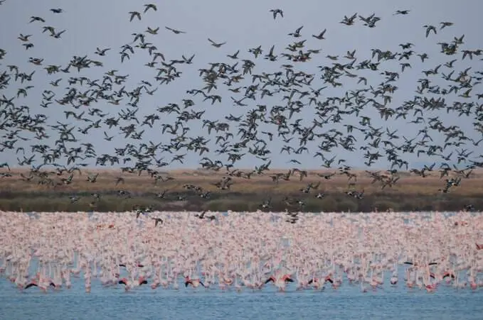 Aves en Doñana