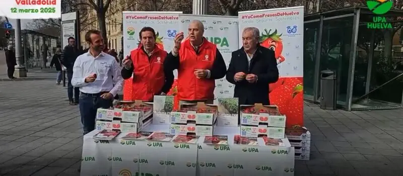 Reparto de fresas hoy en Valladolid