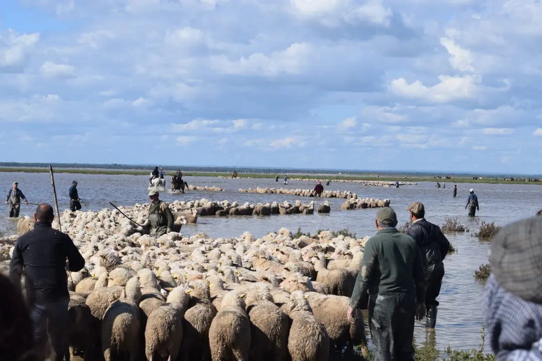 Sacando las borregas autóctonas en Hinojos