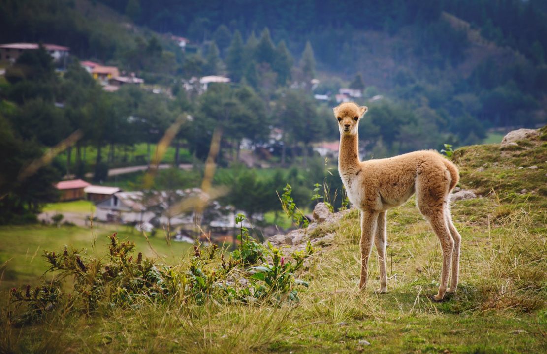 Perú, el destino de moda para viajar seguro y protegido