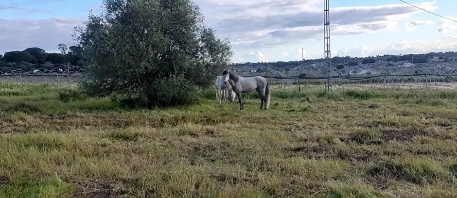 Equinos en la zona de Villarrasa y Rociana