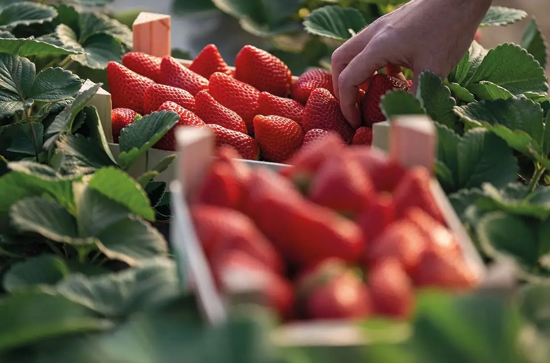 Recolección de fresas
