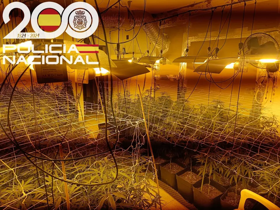 Imagen de la plantación de marihuana.