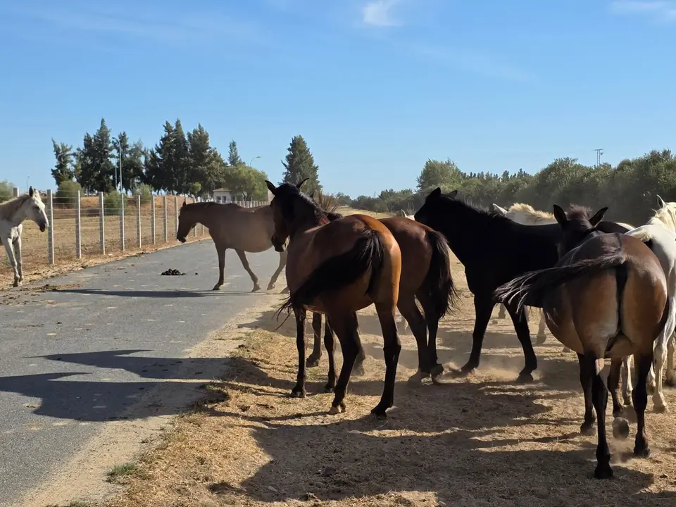 Equinos sueltos por las carreteras de Huelva el pasado 4 de septiembre.
