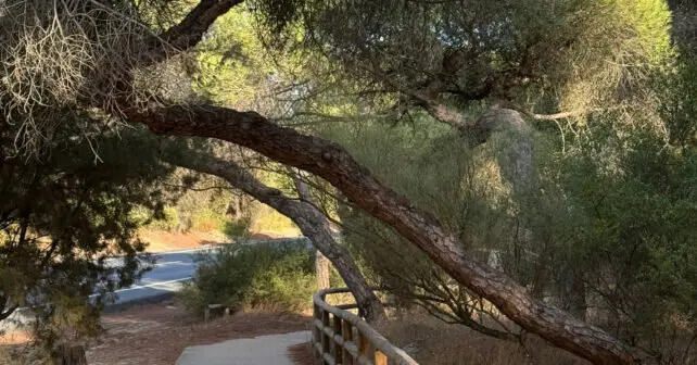 Estado de los pinares de Punta Umbría.