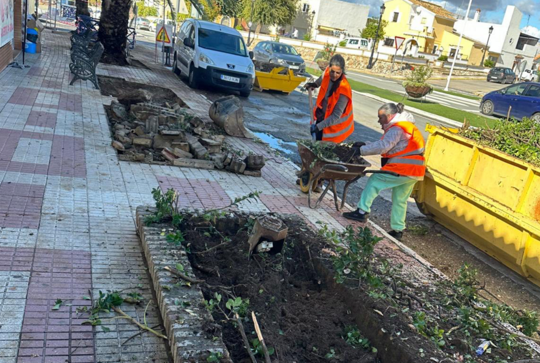 Renovación de los alcorques en Almonte.